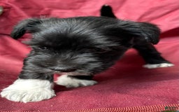 Miniature Schnauzer dogs for sale: Junie - Image 4
