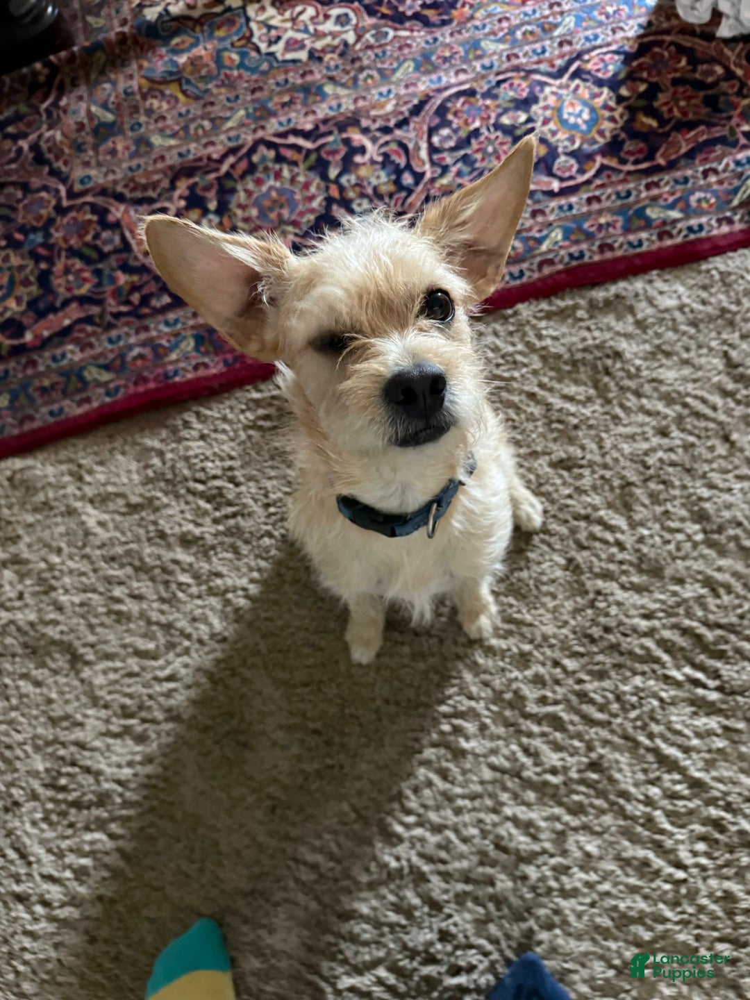 Border Terrier dogs for sale: Benji - Image 3