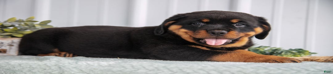 Dax