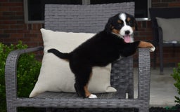 Bernese Mountain Dog dogs for sale: Lexi - Image 8
