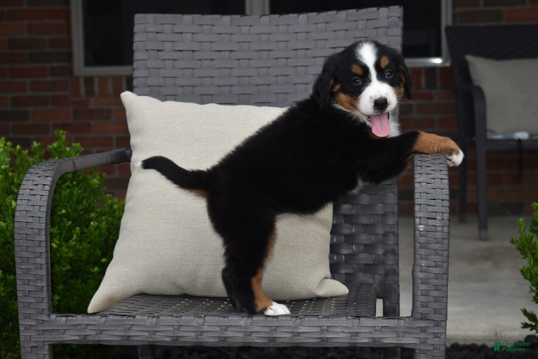 Bernese Mountain Dog dogs for sale: Lexi - Image 8