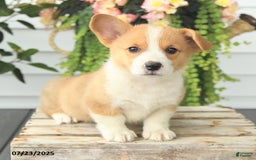 Welsh Corgi Pembroke dogs for sale: Peaches - Image 3