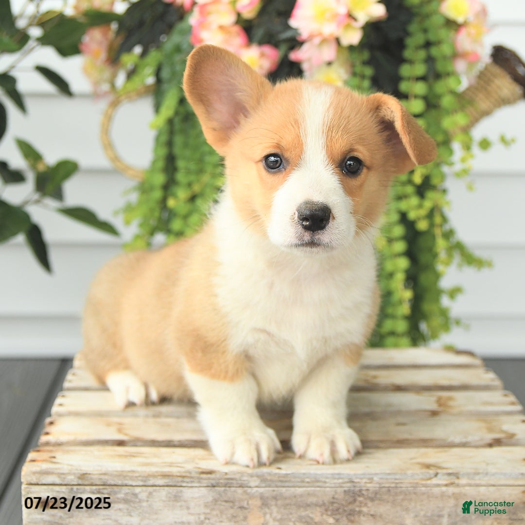 Welsh Corgi Pembroke dogs for sale: Peaches - Image 3