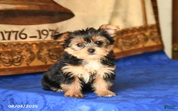 Yorkshire Terrier dogs for sale: Yorkshire Terrier 4 puppies - Image 1