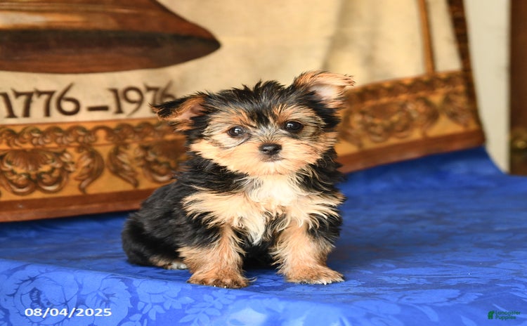Yorkshire Terrier dogs for sale - Ad 5
