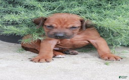Rhodesian Ridgeback dogs for sale: Gavin - Image 5