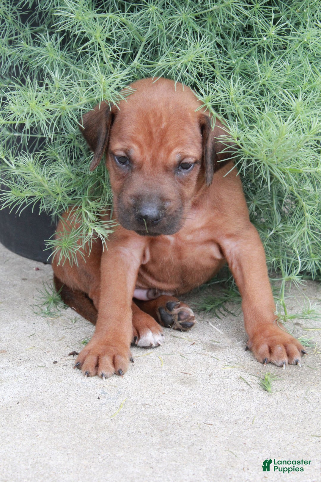 Rhodesian Ridgeback dogs for sale: Gavin - Image 5