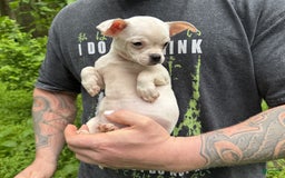 Chihuahua dogs for sale: Bianca - Image 4
