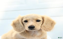 Dachshund dogs for sale: Bentley - Image 2