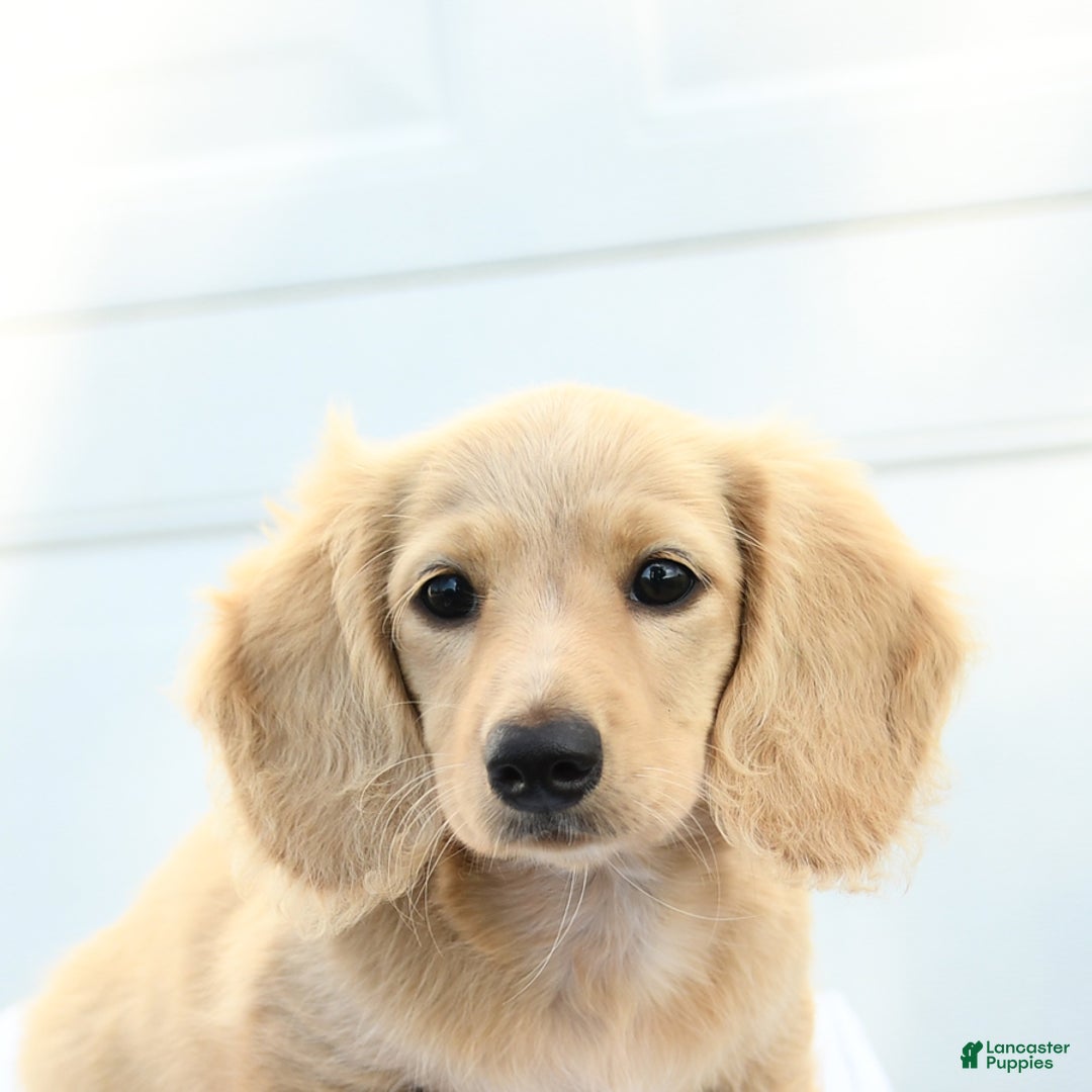 Dachshund dogs for sale: Bentley - Image 2