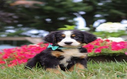 Bernese Mountain Dog dogs for sale: Koda - Image 2