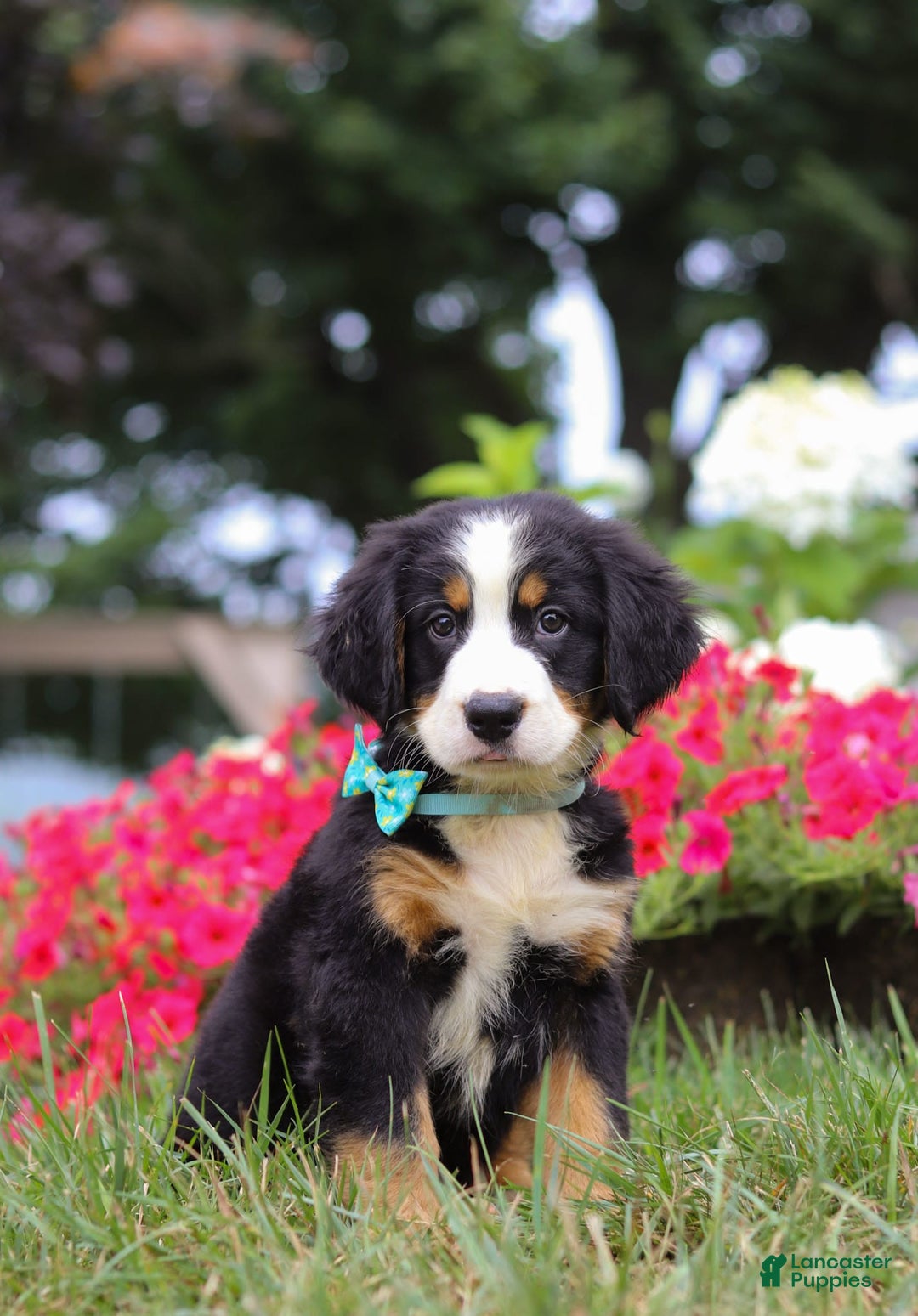 Bernese Mountain Dog dogs for sale: Koda - Image 2