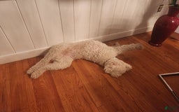 Goldendoodle dogs for sale: Cotton - Image 4