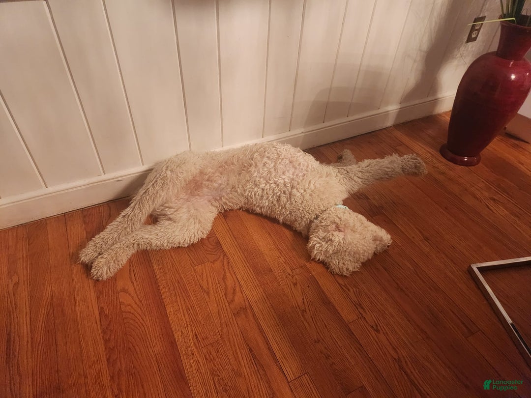 Goldendoodle dogs for sale: Cotton - Image 4