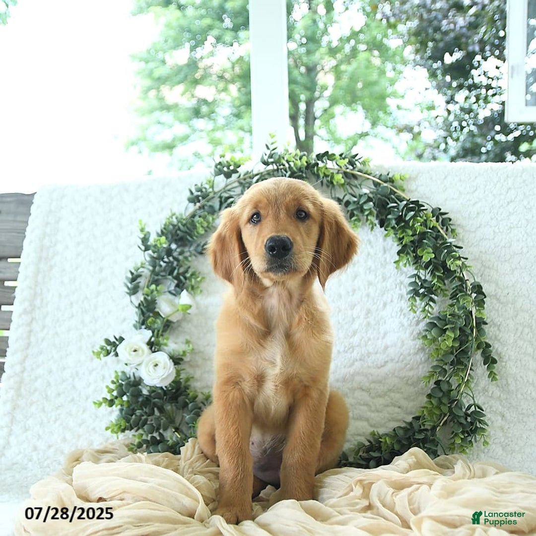 Golden Retriever dogs for sale: Allie - Image 18