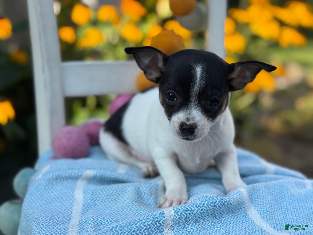 Chihuahua dogs for sale: Pepper - Image 3