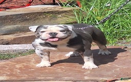 Olde English Bulldogge dogs for sale: Boss - Image 6