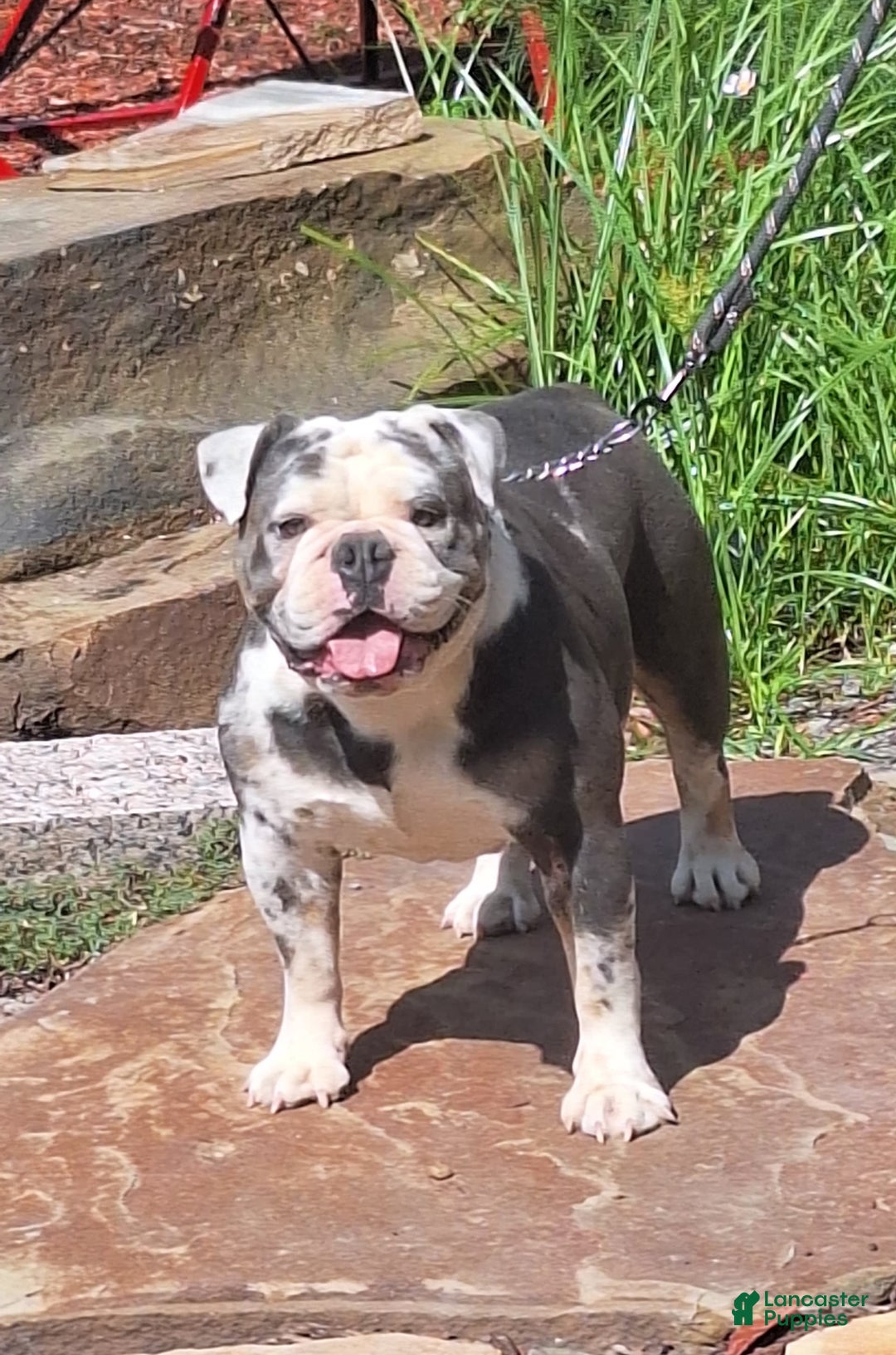 Olde English Bulldogge dogs for sale: Boss - Image 6