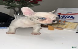 French Bulldog dogs for sale: Barbie - Image 8