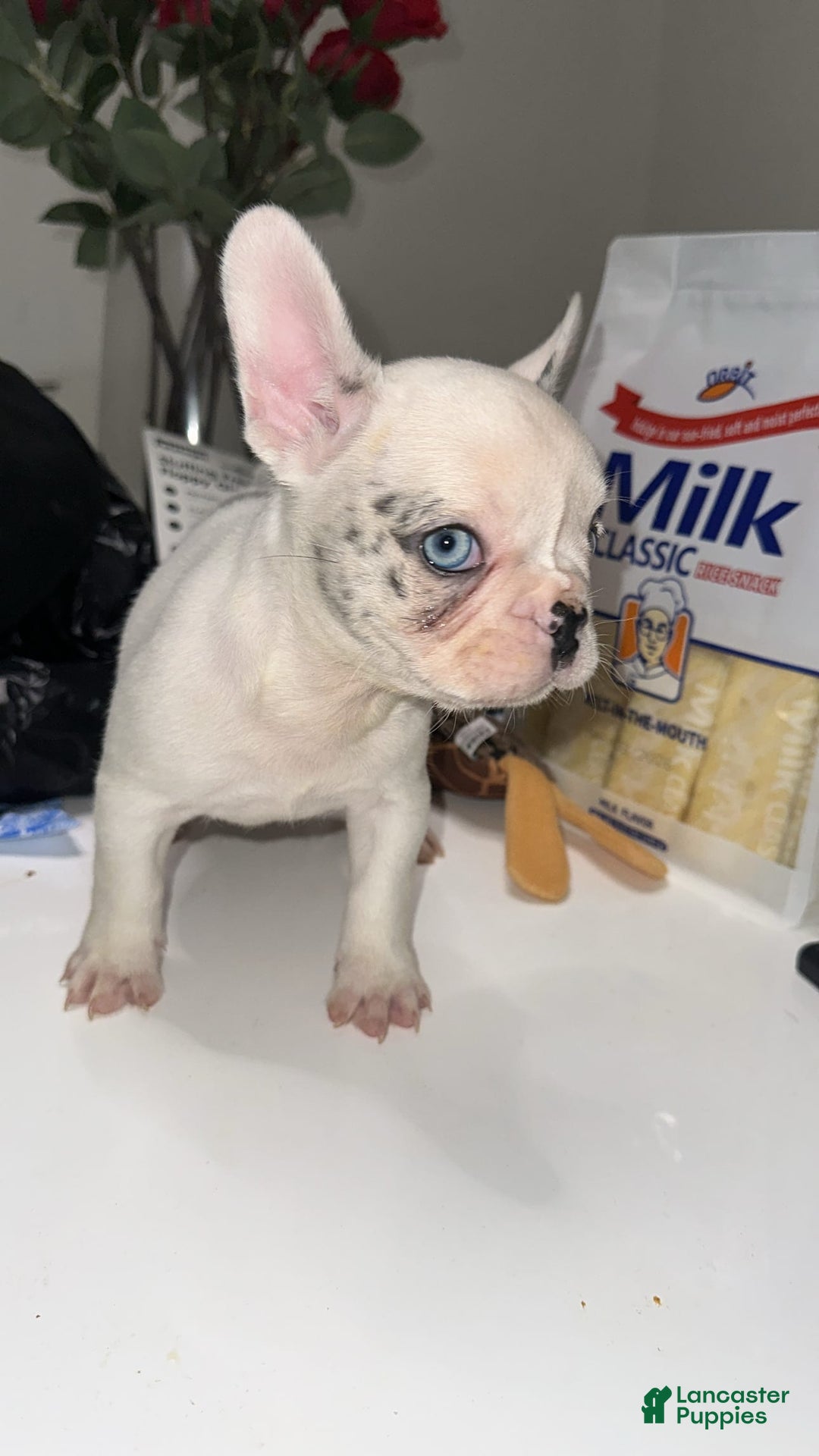French Bulldog dogs for sale: Barbie - Image 8