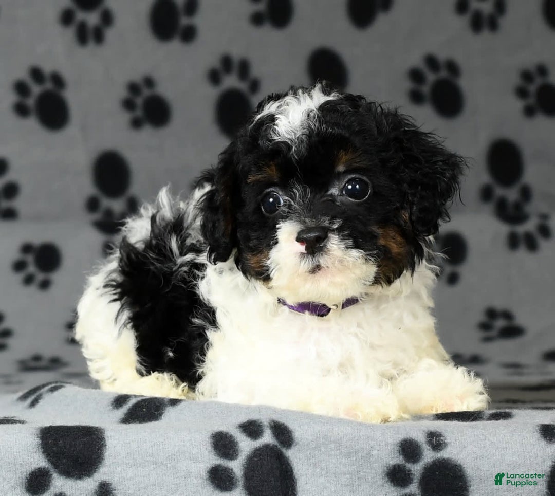 Miniature Poodle dogs for sale: Maverick - Image 2