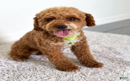 Mini Goldendoodle dogs for sale: Sand - Image 4