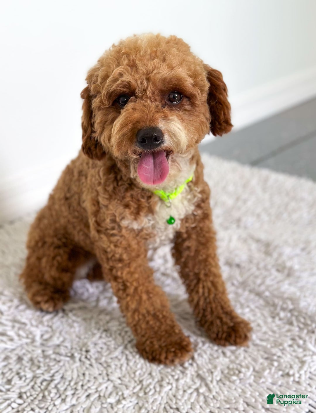 Mini Goldendoodle dogs for sale: Sand - Image 4