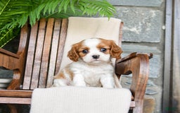 Cavalier King Charles Spaniel dogs for sale: Stacy - Image 9