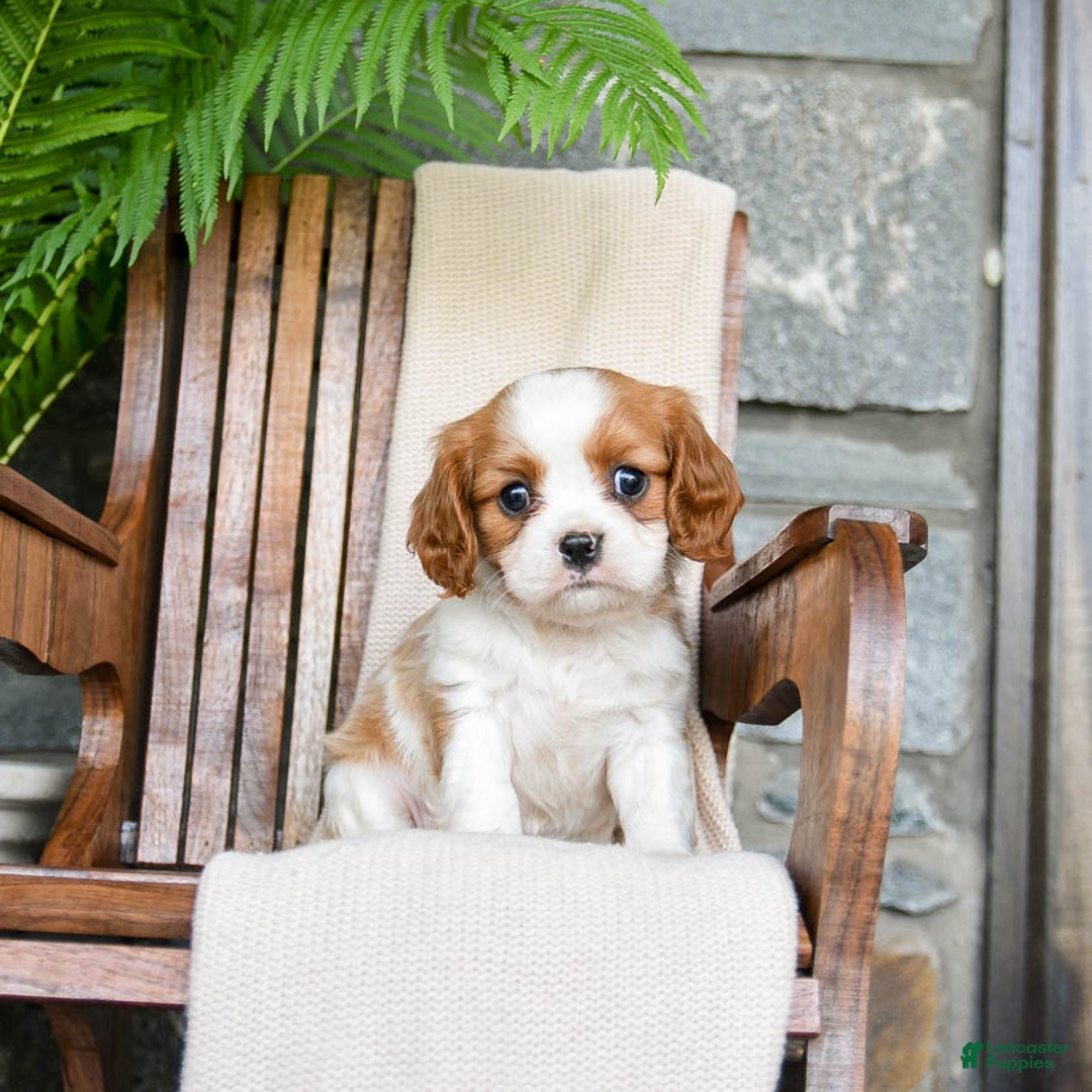 Cavalier King Charles Spaniel dogs for sale: Stacy - Image 9