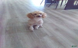 Miniature Poodle dogs for sale: Chico - Image 2