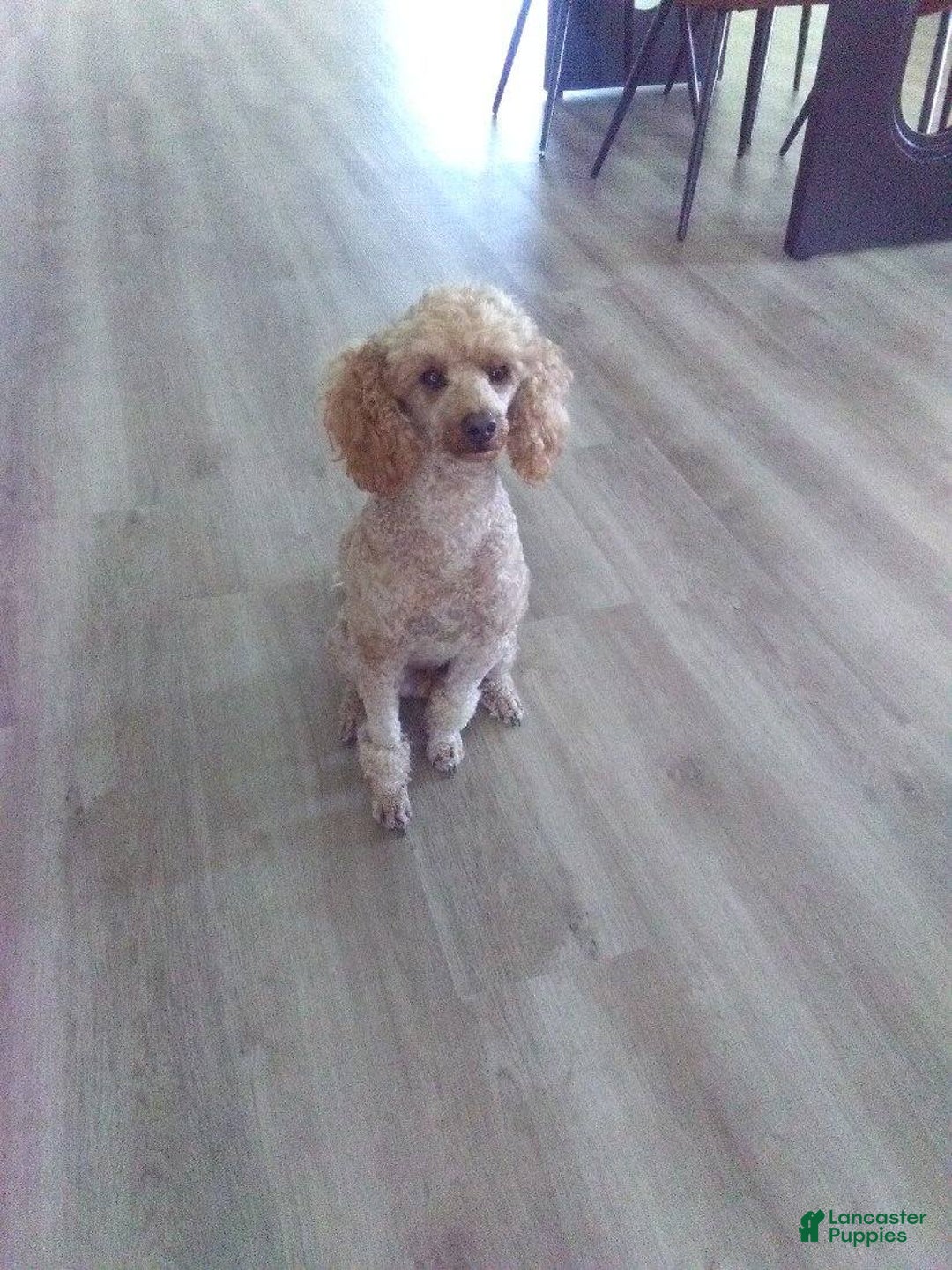 Miniature Poodle dogs for sale: Chico - Image 2