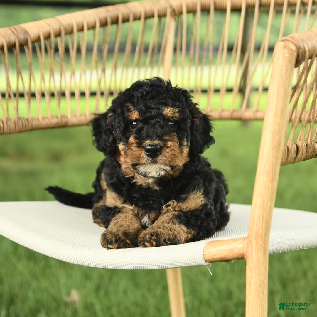 Mini Bernedoodle dogs for sale: Handsome - Image 5