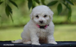 Bichon Frise dogs for sale: Trixie - Image 4
