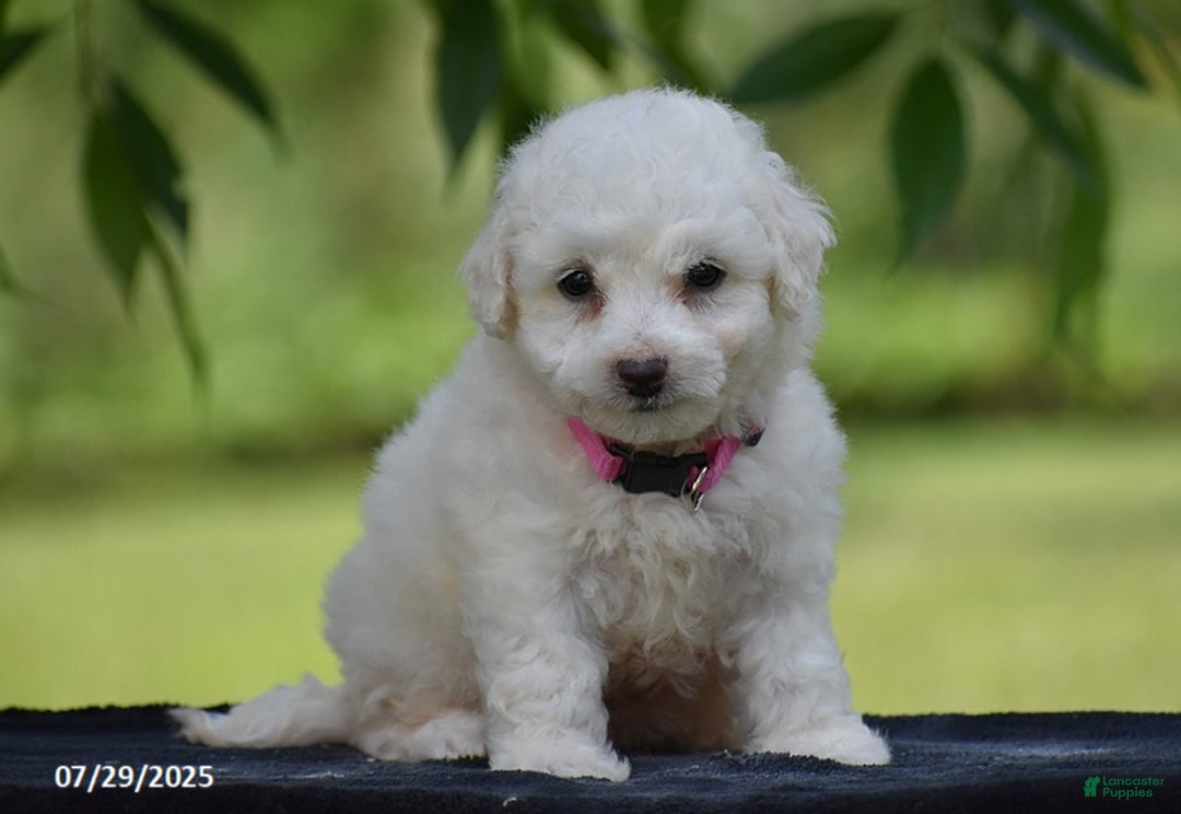Bichon Frise dogs for sale: Trixie - Image 4