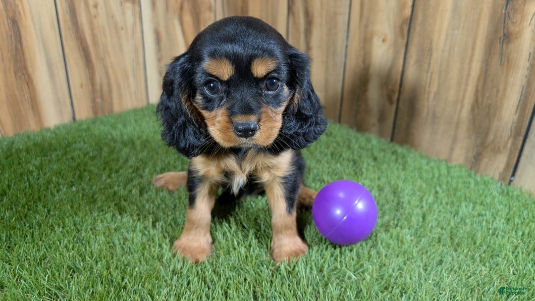 Cavalier King Charles Spaniel dogs for sale: Brin Girl 2 - Image 9