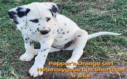 Dalmatian dogs for sale: Peppers Orange Girl - Image 6