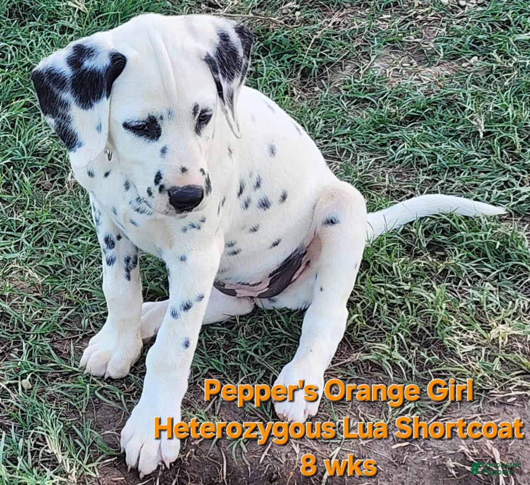 Dalmatian dogs for sale: Peppers Orange Girl - Image 6