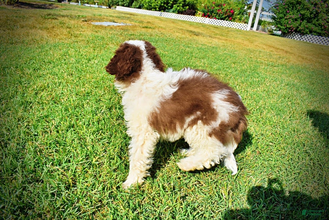 Havapoo dogs for sale: Hope - Image 6