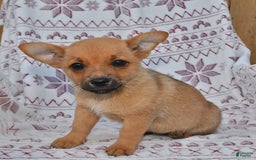 Welsh Corgi Pembroke dogs for sale: Peanut Butter - Image 1