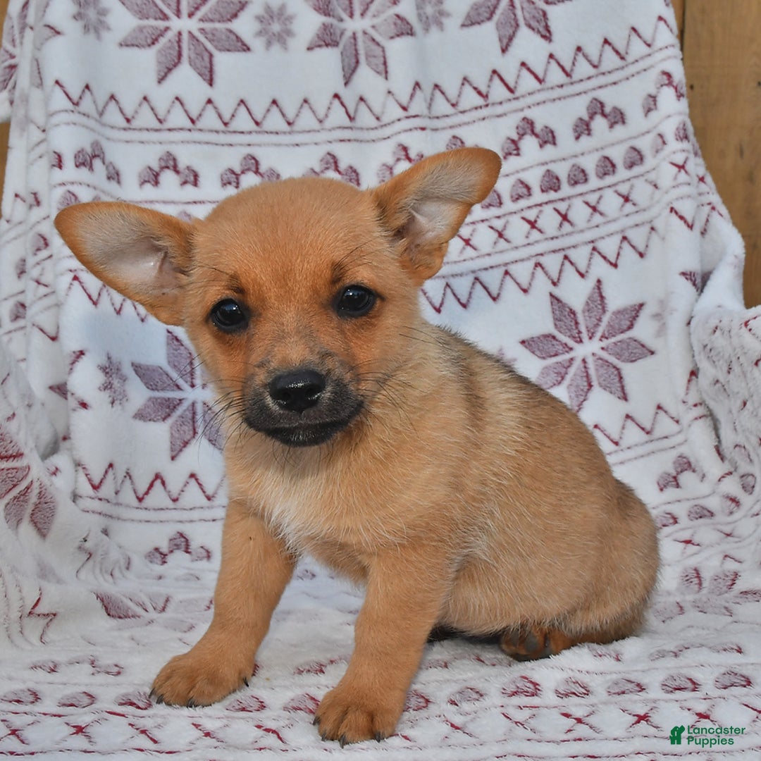 Welsh Corgi Pembroke dogs for sale: Peanut Butter - Image 1