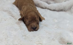 Cavapoo dogs for sale: Hera - Image 13