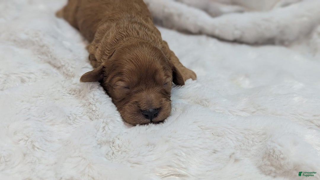 Cavapoo dogs for sale: Hera - Image 13