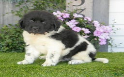 Newfoundland dogs for sale: Tank - Image 1