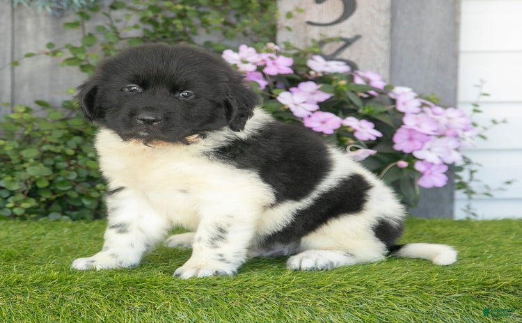 Newfoundland dogs for sale - Ad 5