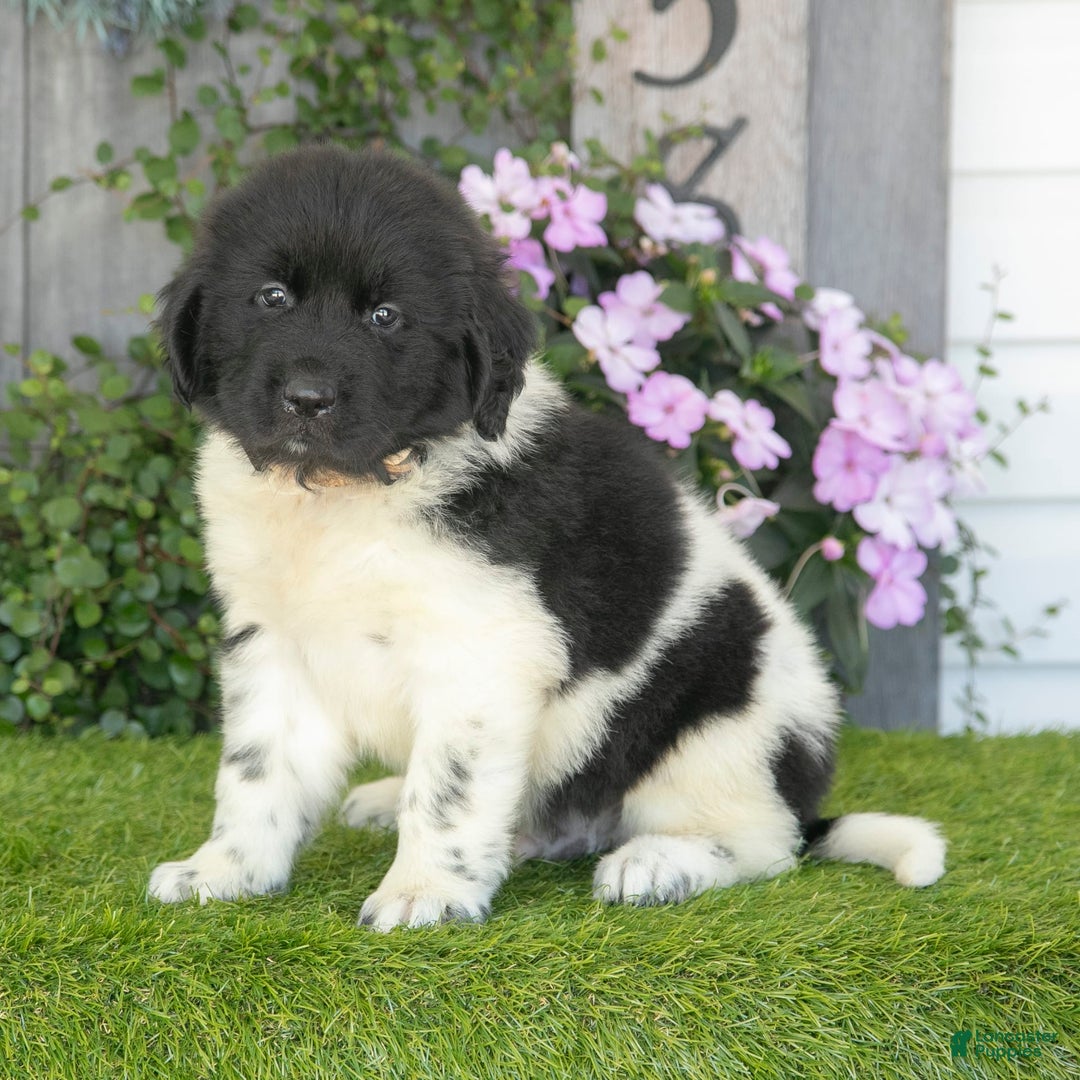 Newfoundland dogs for sale: Tank - Image 1