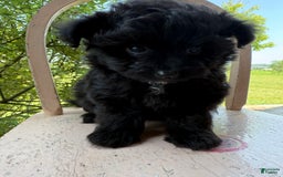 Pomapoo dogs for sale: Maddy - Image 12
