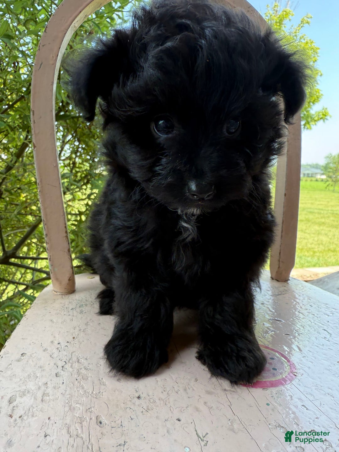 Pomapoo dogs for sale: Maddy - Image 12