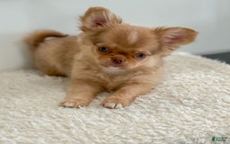 Chihuahua dogs for sale: Snickers - Image 21