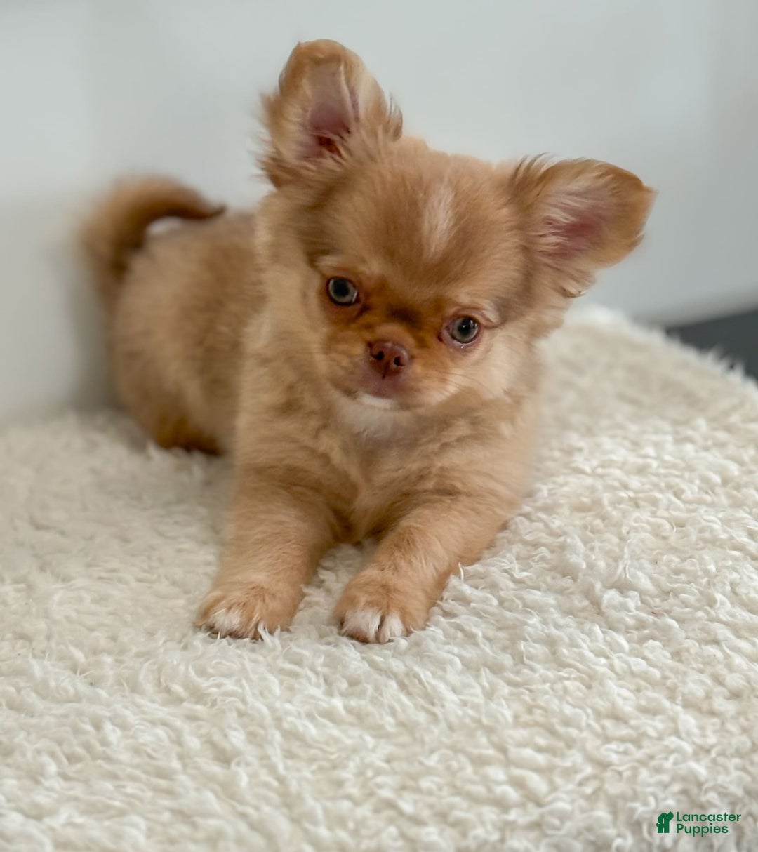 Chihuahua dogs for sale: Snickers - Image 21