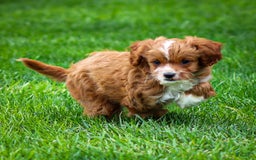 Cavapoo dogs for sale: Poppy - Image 6